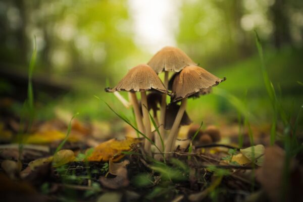 Psilocybin Mushrooms for Sale